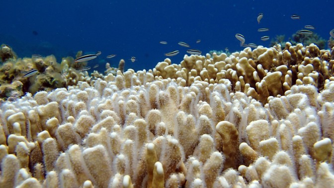 sTAGHORN cORAL