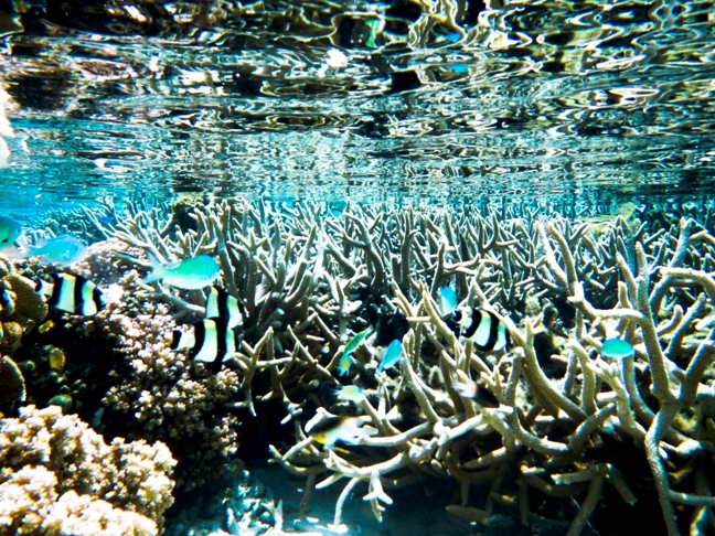 Staghorn Coral and groups of Four-striped Damsel Dascyllus melanurus. Those zebra-like fishes are similar to their brother in Sumatera's rivers and lakes: Sumatrean Tigerfish.