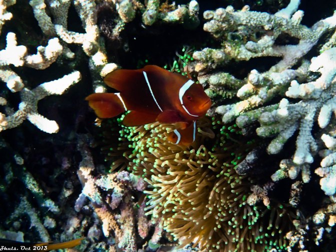 Clown Fishes taking care of his juvenile in their anemones nest. 