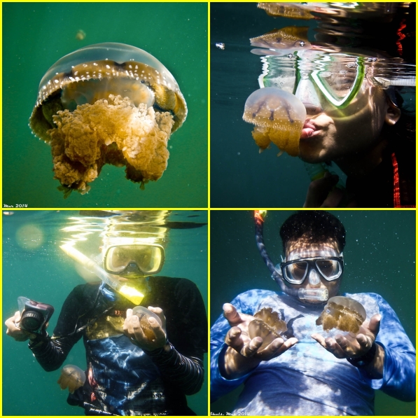 PLaying with stingless jellyfish in Togean Island. Photo by Yulian Kundarto