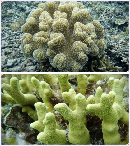 Mushroom Coral and Branched Finger Coral. Photo by Donald Garcia