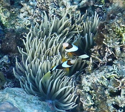 clarkii clownfish at Taipi Reef. Photo by Ikhwanudin