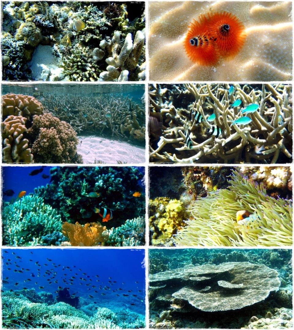 eksotisme alam bawah laut Pulau Tinalapu.