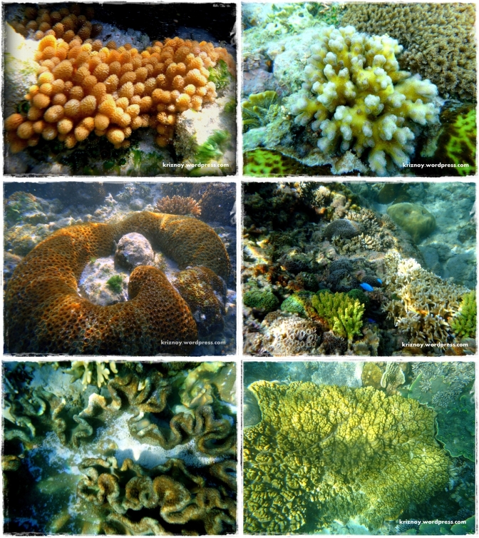 a rich marine life inside here. Bubble coral, acropora, finger coral, and brain coral