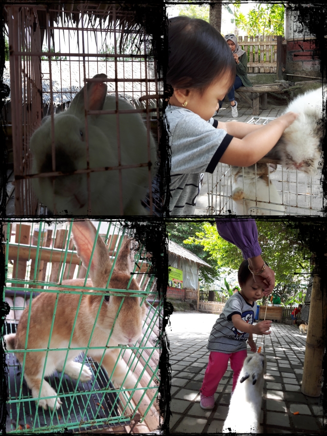 Umbaran Kelinci di Bhumi Merapi Yogyakarta